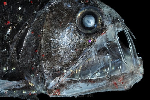 Chauliodus sloani