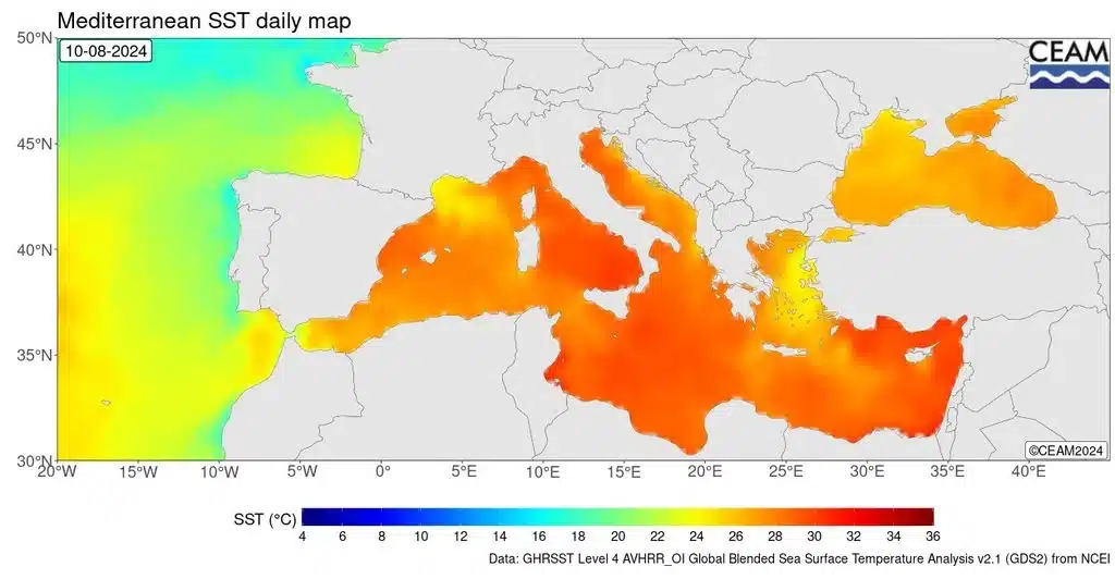 nuevo record de temperatura superficial media en el mediterraneo en agosto de 2024 mas y mejor gasolina de primera pa 1723530787103 1024