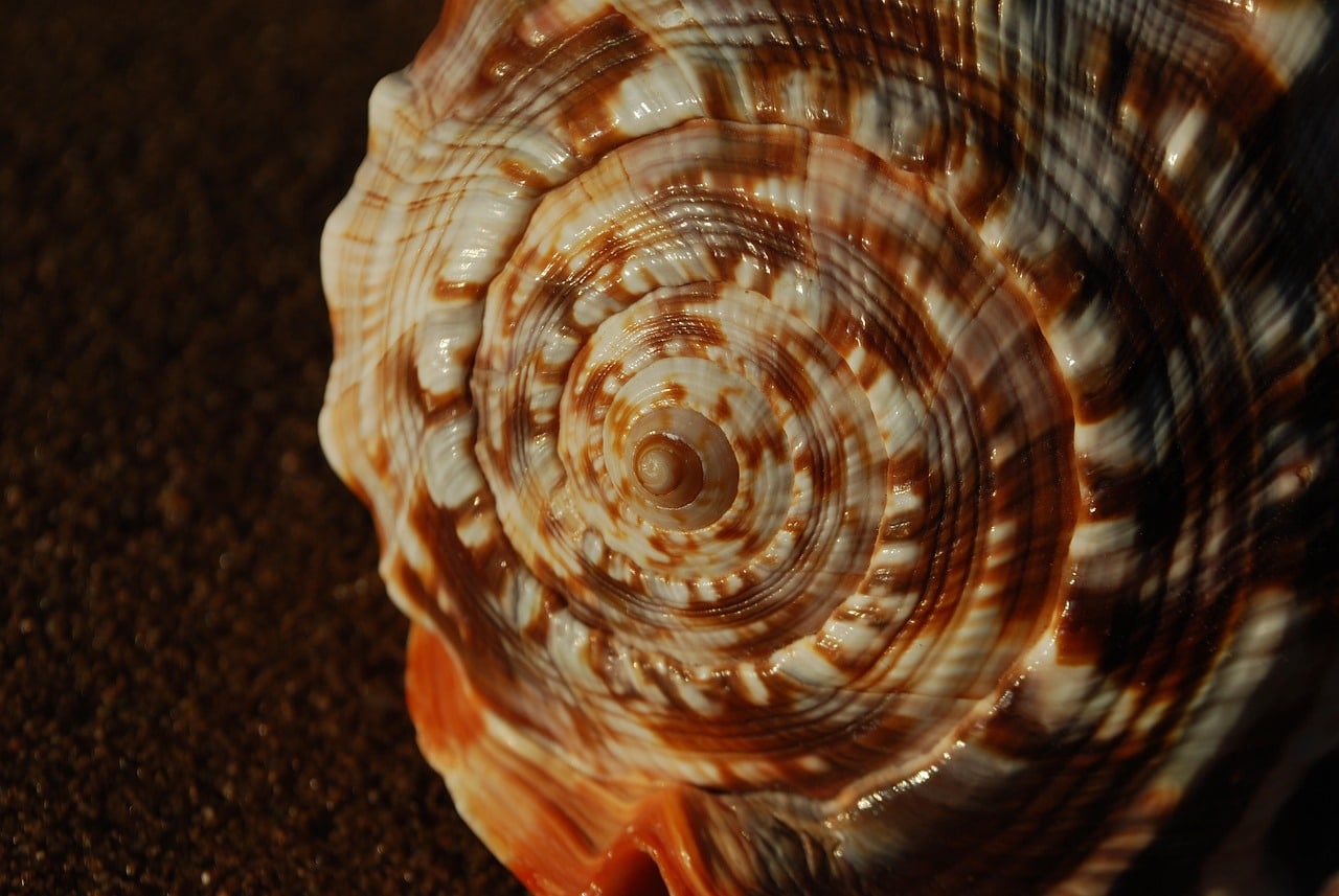 fibonacci 3858696 1280